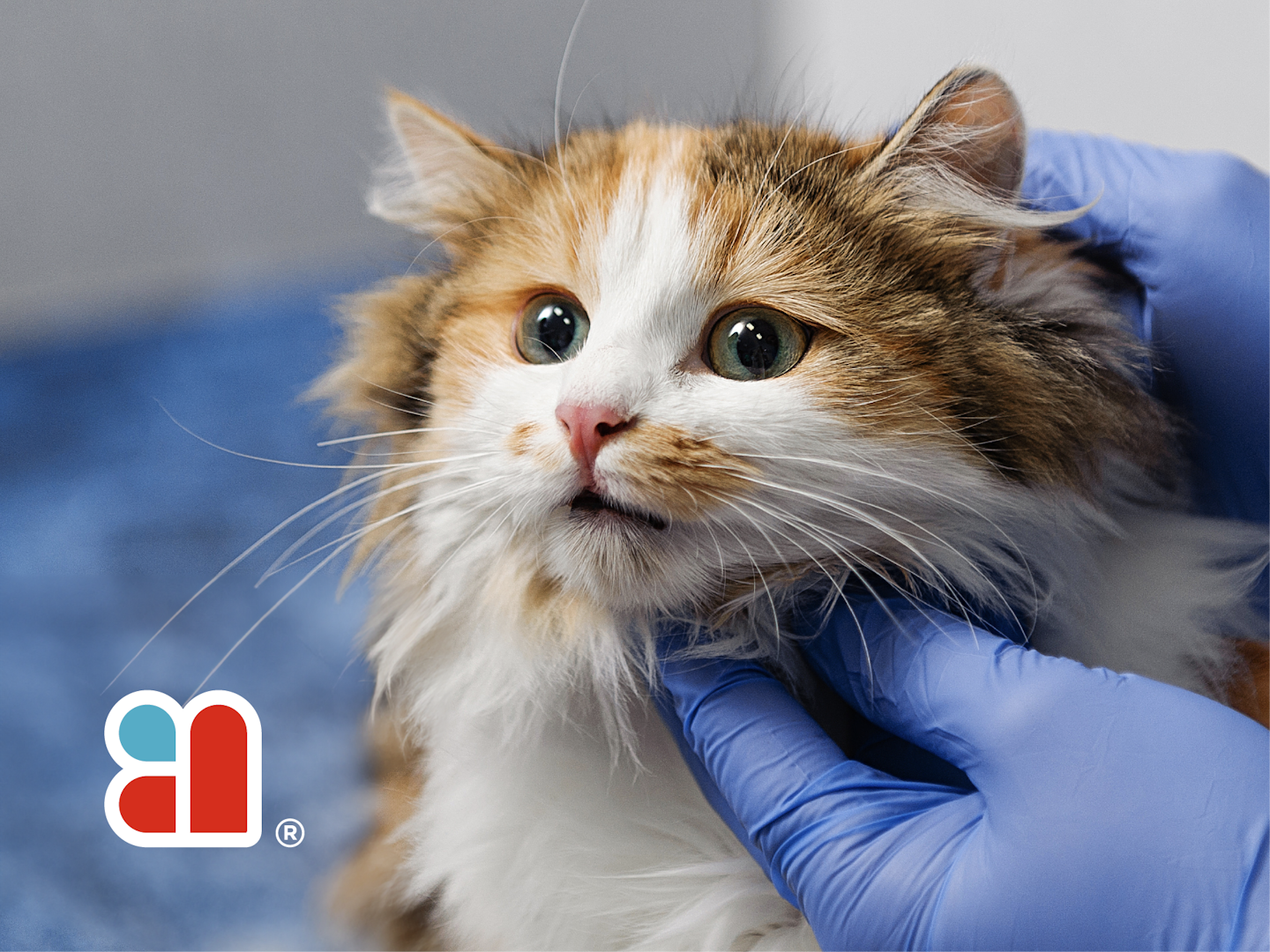 AVG Case Study Cat Photo Logo Overlay