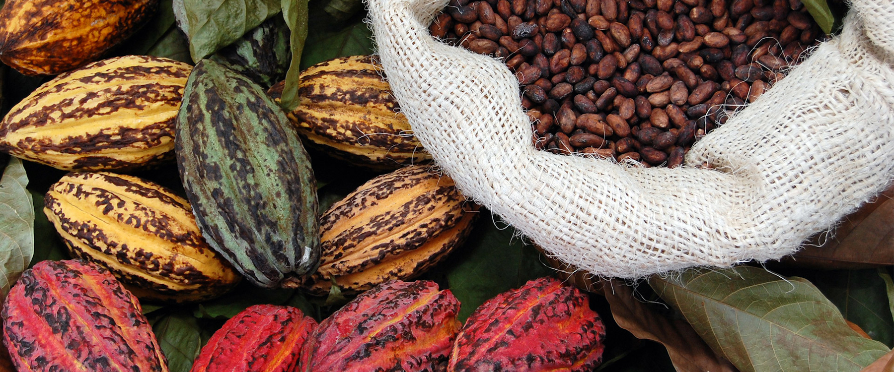 The Verse Chocolate brand design image of cacao pods and a bag of beans.